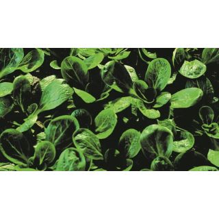 Compra ESPINACA ARIES F1 (1.000.000 Semillas) en la tienda online Fito Agrícola