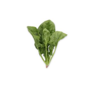 Compra ESPINACA BARRAMUNDI RZ F1 (1.000.000 Semillas) en la tienda online Fito Agrícola