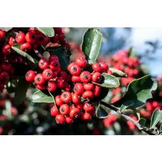 Compra ESPINO DE FUEGO (84 Plantas) en la tienda online Fito Agrícola