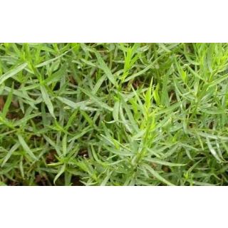 Compra ESTRAGON RUSSIAN TARRAGON PLANTEL DESARROLLADO (28 Plantas). en la tienda online Fito Agrícola