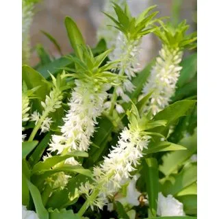 Compra EUCOMIS AUTUMNALIS (25 Unid.) en la tienda online Fito Agrícola