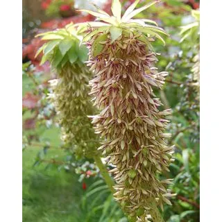Compra EUCOMIS BICOLOR (25 Unid.). en la tienda online Fito Agrícola