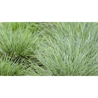 Compra FESTUCA FREDY (144 Plantas). en la tienda online Fito Agrícola