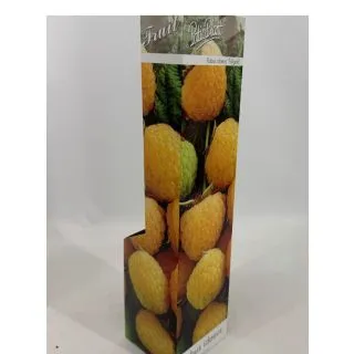Compra FRAMBUESO AMARILLO (1 Unid.) en la tienda online Fito Agrícola
