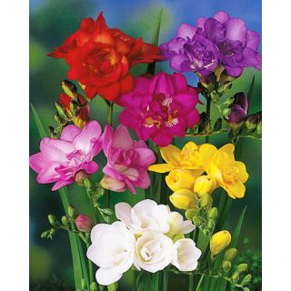 Compra FREESIA DOBLE MIX (100 Unid.). en la tienda online Fito Agrícola