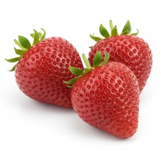 Compra FRESA CHARLOTTE M11 en la tienda online Fito Agrícola