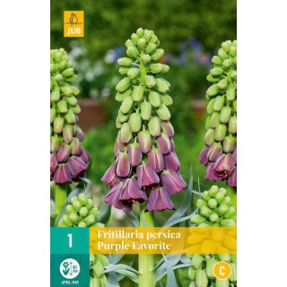 Compra FRITILLARIA PERSICA PURPLE FAVORITE en la tienda online Fito Agrícola