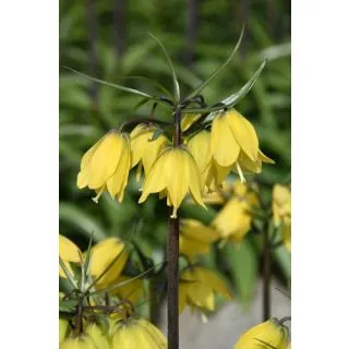 Compra FRITILLARIA HELENA (10 Unid.). en la tienda online Fito Agrícola