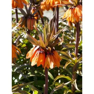 Compra FRITILLARIA IMPERIALIS SUNSET (10 Unid.). en la tienda online Fito Agrícola