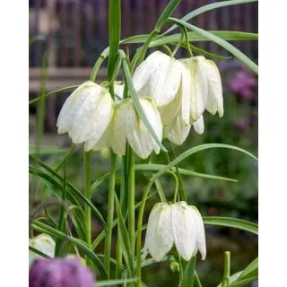 Compra FRITILLARIA MELEAGRIS ALBA (100 Unid.). en la tienda online Fito Agrícola