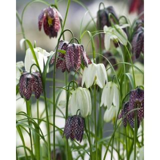 Compra FRITILLARIA MELEAGRIS MIX (100 Unid.). en la tienda online Fito Agrícola