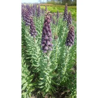 Compra FRITILLARIA PERSICA PURPLE FAVORITE (10 Unid.). en la tienda online Fito Agrícola