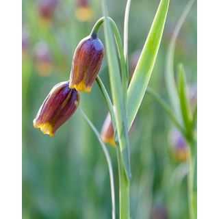 Compra FRITILLARIA UVA VULPIS (100 Unid.). en la tienda online Fito Agrícola