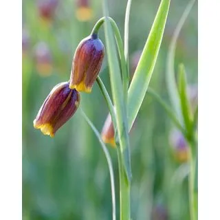 Compra FRITILLARIA UVA VULPIS (100 Unid.). en la tienda online Fito Agrícola