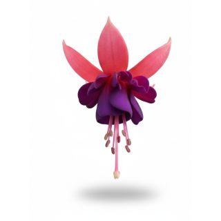 Compra FUCHSIA PAULA JANE (126 Plantas). en la tienda online Fito Agrícola
