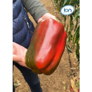 Compra PIMIENTO GARDEL F1 (1000 Semillas). en la tienda online Fito Agrícola