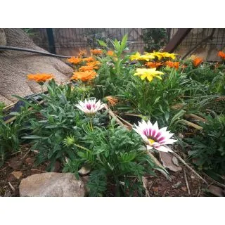 Compra GAZANIAS MEZCLA PLANTEL DESARROLLADO (28 Plantas) en la tienda online Fito Agrícola