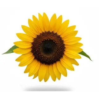 Compra GIRASOL SUNSATION (144 Plantas). en la tienda online Fito Agrícola