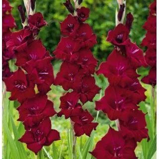 Compra GLADIOLO BLACK SURPRISE (100 Unid.). en la tienda online Fito Agrícola