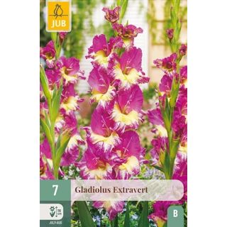 Compra GLADIOLO EXTRAVERT en la tienda online Fito Agrícola