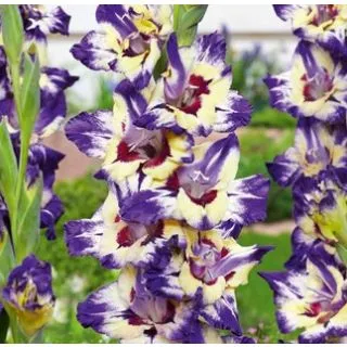 Compra GLADIOLO CIRCUS COLOR (100 Unid.). en la tienda online Fito Agrícola