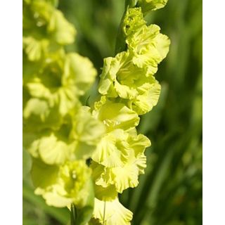 Compra GLADIOLO GREEN STAR (100 Unid.). en la tienda online Fito Agrícola