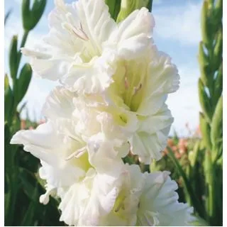 Compra GLADIOLO IVORY PERFECTION (100 Unid.). en la tienda online Fito Agrícola