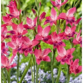 Compra GLADIOLO VULCANO (100 Unid.). en la tienda online Fito Agrícola