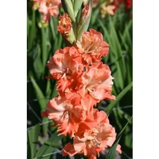 Compra GLADIOLO CORAL CRUSH (100 Unid.). en la tienda online Fito Agrícola