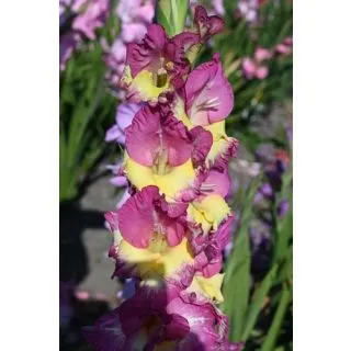 Compra GLADIOLO EXTRAVERT (100 Unid.). en la tienda online Fito Agrícola