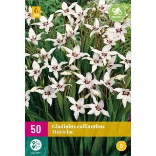 Compra GLADIOLO CALLIANTHUS (50 Unid.). en la tienda online Fito Agrícola