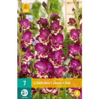 Compra GLADIOLO COLOUR CLUB en la tienda online Fito Agrícola