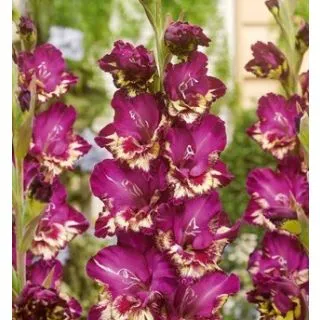 Compra GLADIOLO COLOUR CLUB (100 Unid.). en la tienda online Fito Agrícola