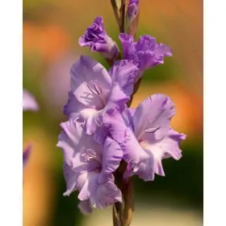 Compra GLADIOLO MILKA (100 Unid.). en la tienda online Fito Agrícola