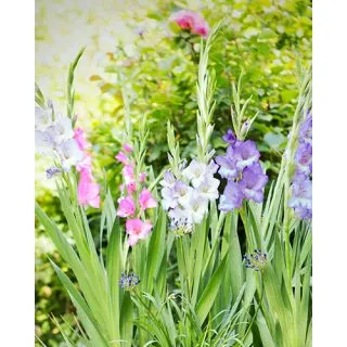 Compra GLADIOLO PASTEL MIX (100 Unid.). en la tienda online Fito Agrícola