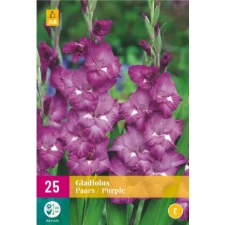 Compra GLADIOLO PURPLE XXL en la tienda online Fito Agrícola