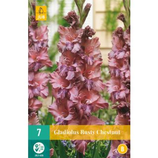 Compra GLADIOLO RUSTY CHESTNUT en la tienda online Fito Agrícola