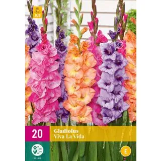 Compra GLADIOLO VIVA LA VIDA XXL en la tienda online Fito Agrícola