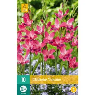 Compra GLADIOLO VULCANO en la tienda online Fito Agrícola