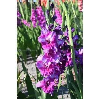 Compra GLADIOLO PURPLE ART en la tienda online Fito Agrícola