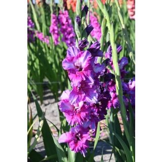 Compra GLADIOLO PURPLE ART en la tienda online Fito Agrícola
