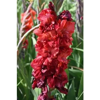 Compra GLADIOLUS VELVET RASPBERRY (100 Unid.). en la tienda online Fito Agrícola