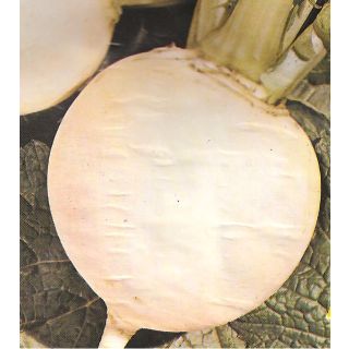 Compra NABO GRELO GLOBO BLANCO DE LUGO Forrajero (500 gr.). en la tienda online Fito Agrícola