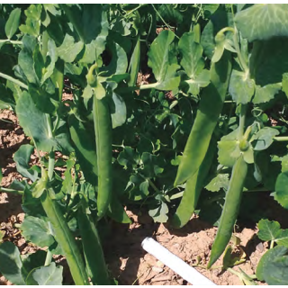 Compra GUISANTE ALEXANDRA (5 Kgr.) en la tienda online Fito Agrícola