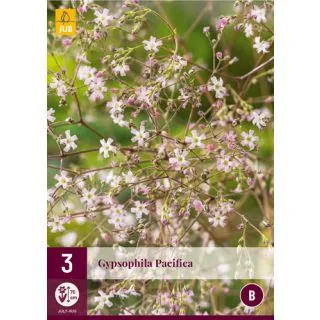 Compra GYPSOPHILA PACIFICA en la tienda online Fito Agrícola