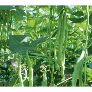 Compra JUDÍA HACIENDA (1.000 Semillas) en la tienda online Fito Agrícola