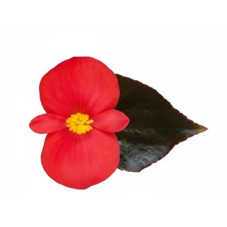 Compra BEGONIA VIKING XL BRONCE COLOR RED (144 Plantas) en la tienda online Fito Agrícola