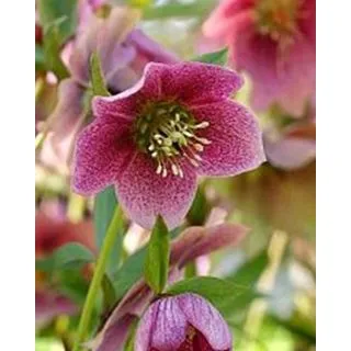 Compra HELLEBORUS ORIENTALIS MONTSEGUR (10 Unid.). en la tienda online Fito Agrícola