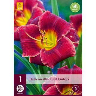 Compra HEMEROCALLIS NIGHT EMBERS en la tienda online Fito Agrícola