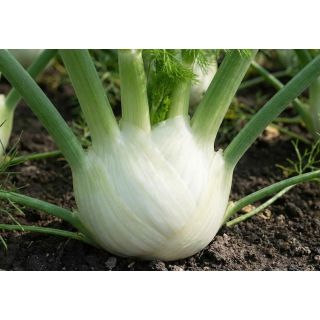 Compra HINOJO AURELIO Peliculado (10.000 Semillas). en la tienda online Fito Agrícola